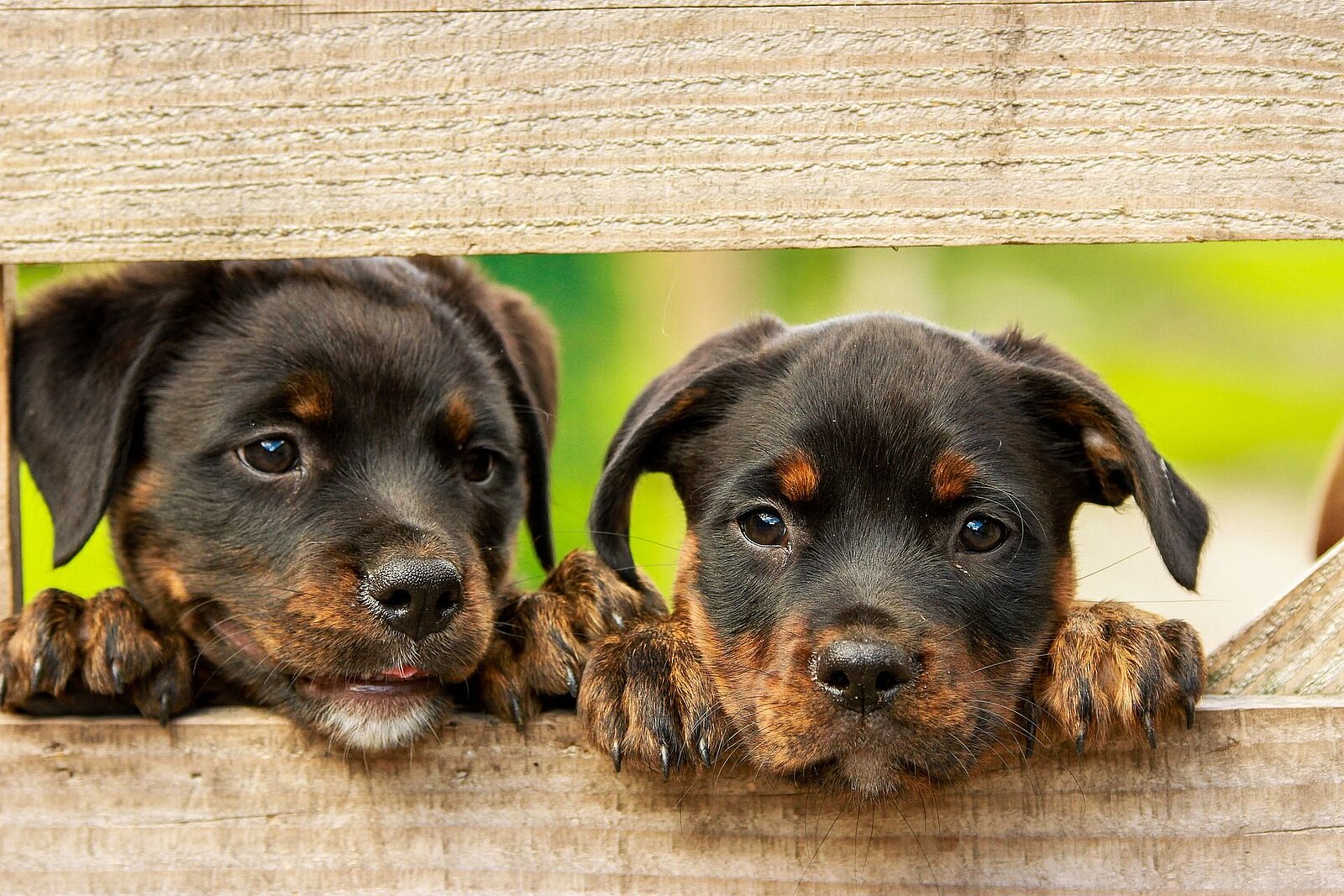 2 Rottweiler Welpen