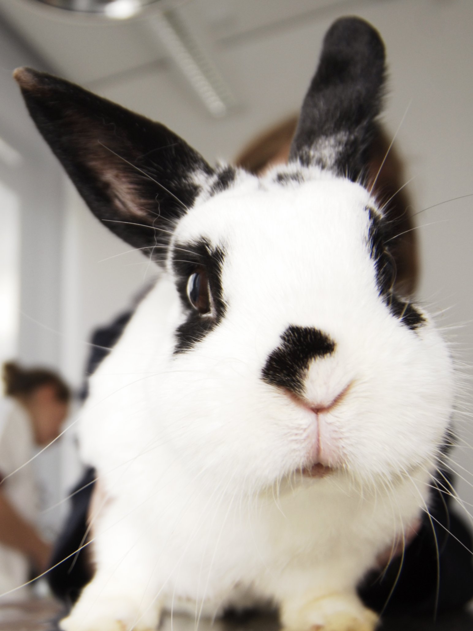 Kaninchen auf Behandlungstisch