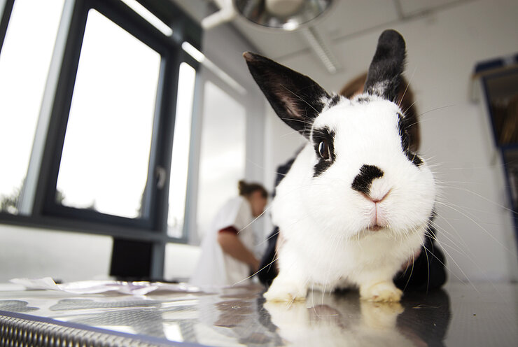 Kaninchen auf Behandlungstisch