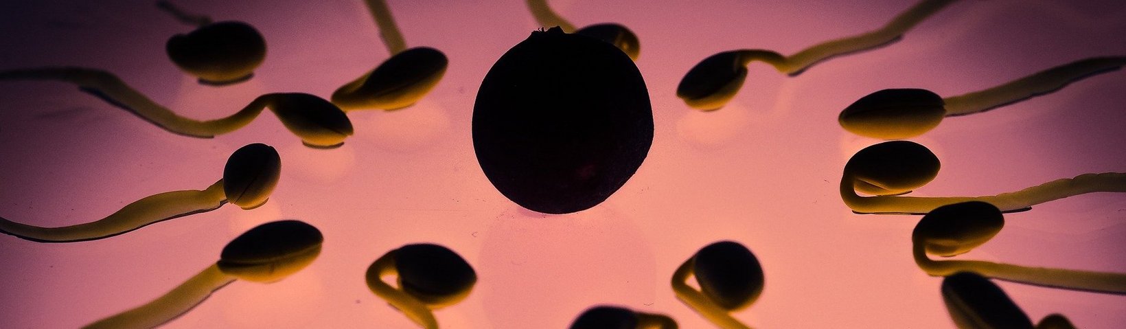 Spermien in Großaufnahme Spermien mit Eizelle in Großaufnahme