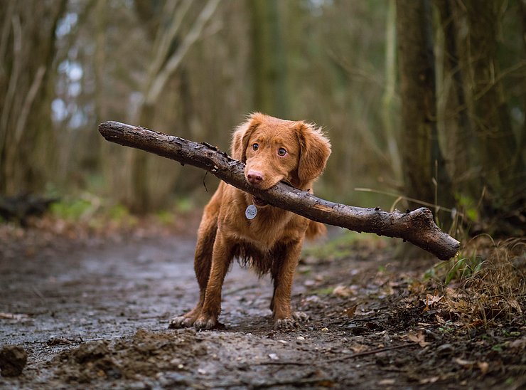 hund