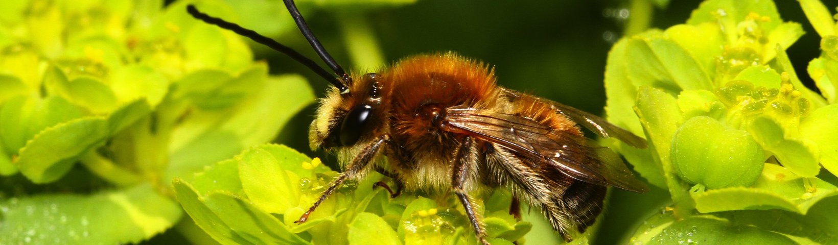 Wildbiene auf grünem Blatt