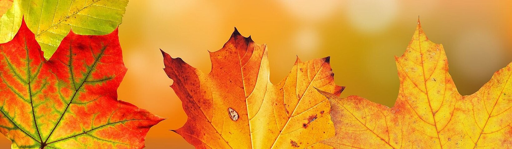 buntes Laub