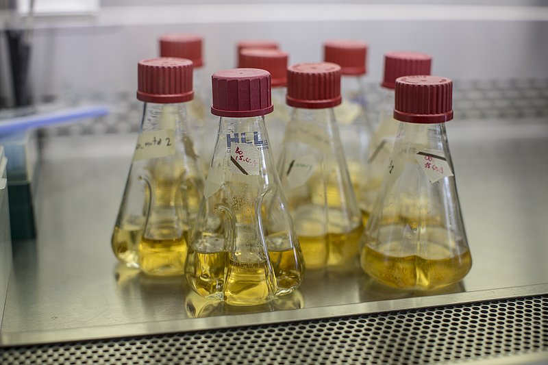 Kolben mit Gewindeverschluss. Aufgenommen im Institut für Mikrobiologie