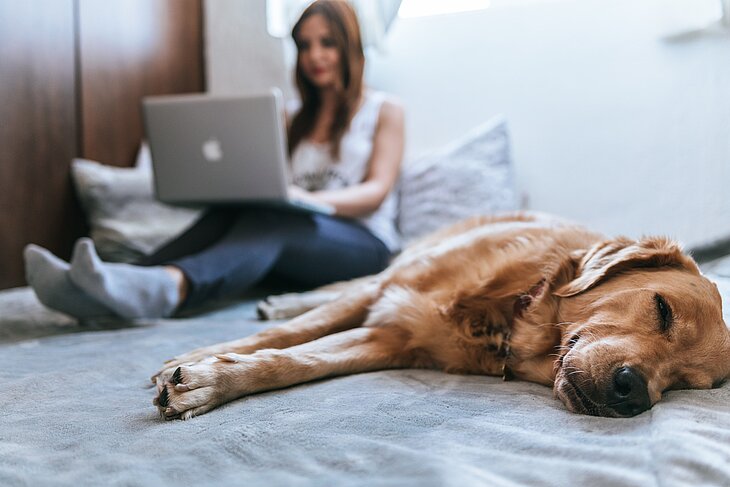 Computerarbeit mit schlafendem Hund