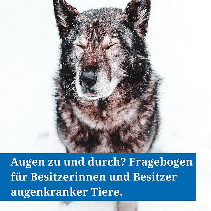 Hund mit geschlossenen Augen