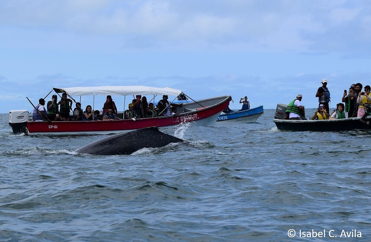 mehrere Boote beim Whale watching auf See