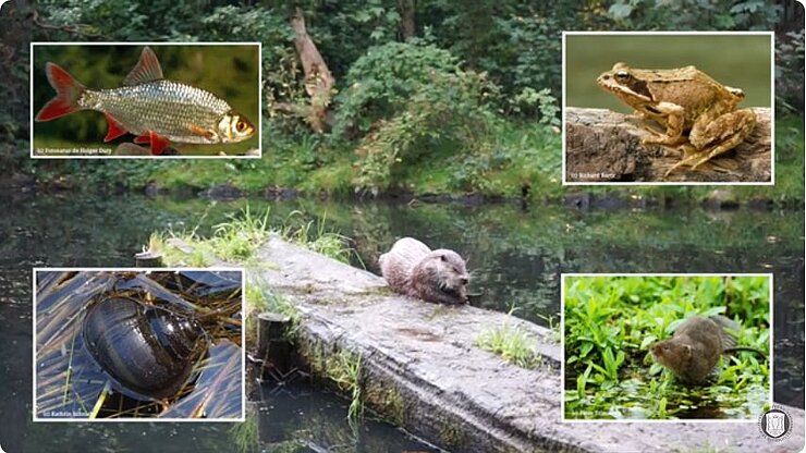 Fischotter mit Beutetieren, Rotfeder, Frosch, Wasserschnecke, Wasserspitzmaus