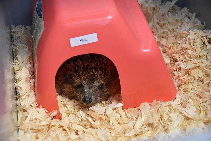 Ein Igel mit Parasiten wird auf Station der Heimtierklinik der TiHo behandelt.