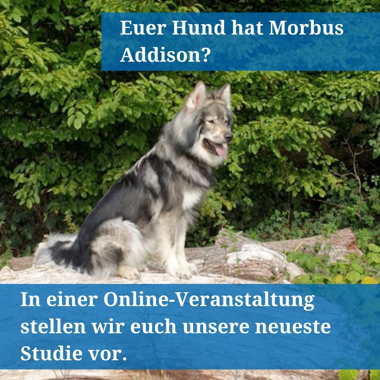 Ein Hund sitzt auf einem Stein.