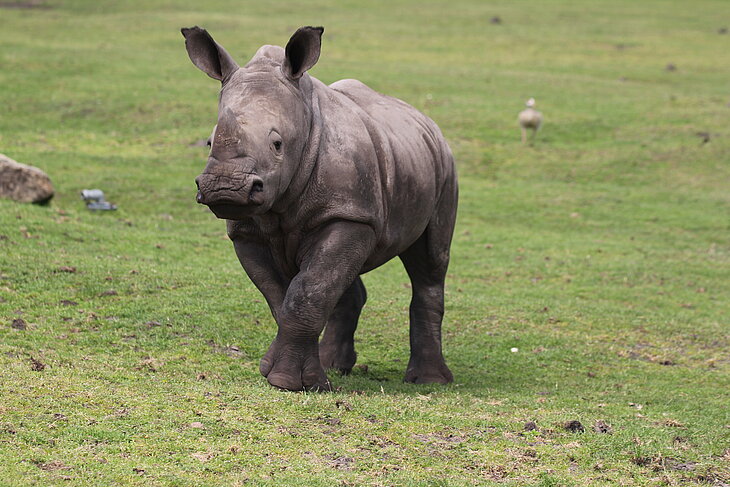 PM180307_Kommunikation_Nashoerner_Dinari_im_Serengeti-Park_Foto_Sabrina_Linn.jpg