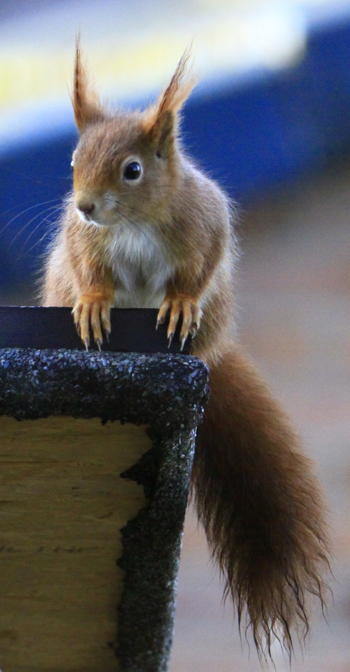 Eichhörnchen ©Schöttes Eichhörnchen
