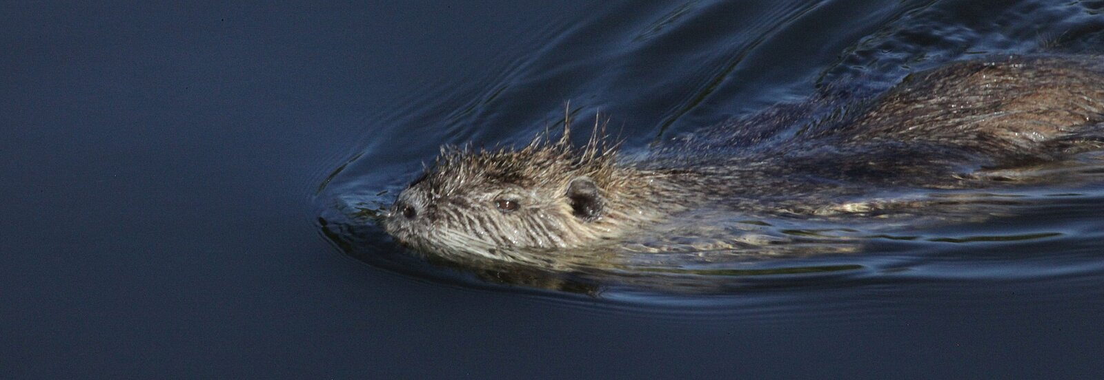 Nutria schwimmend