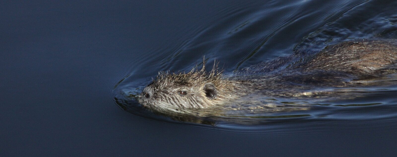 Coypu (Myocastor coypus)