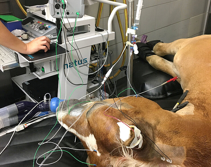 EMG bei einem Pferd in Allgemeinanästhesie.