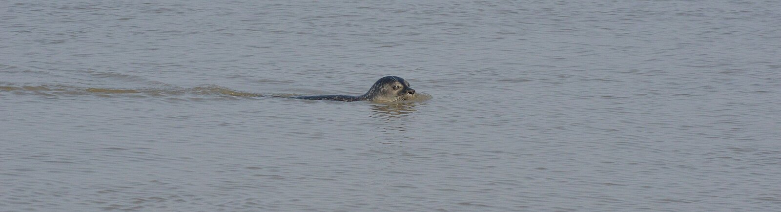 Schwimmnder Seehund