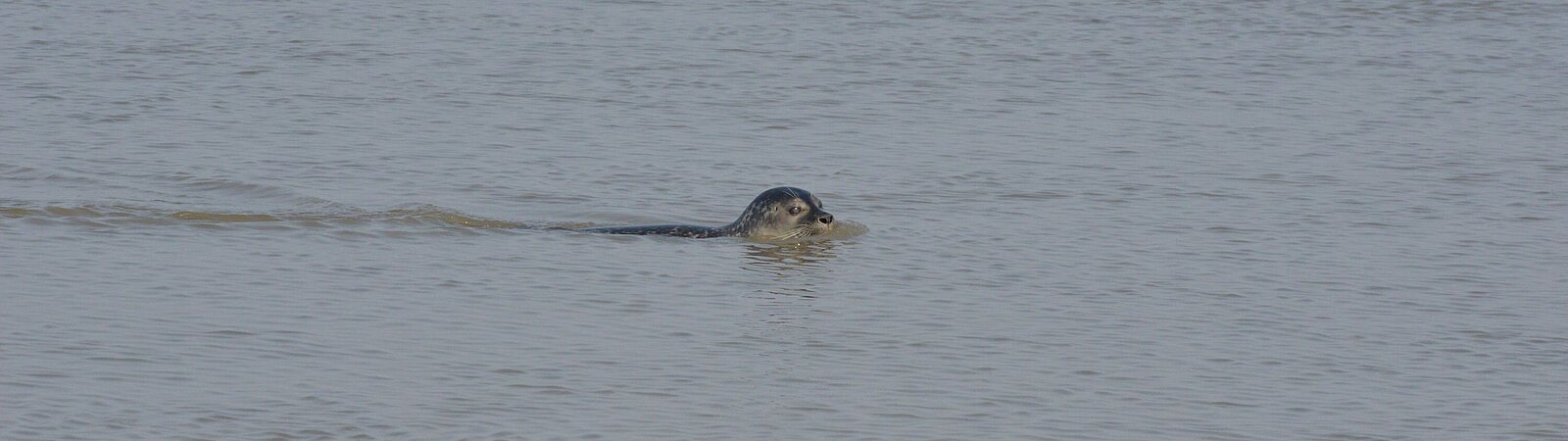 swimming harbour seal