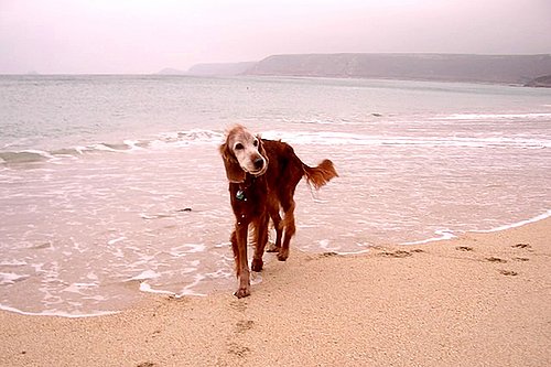 Alter Hund am Strand