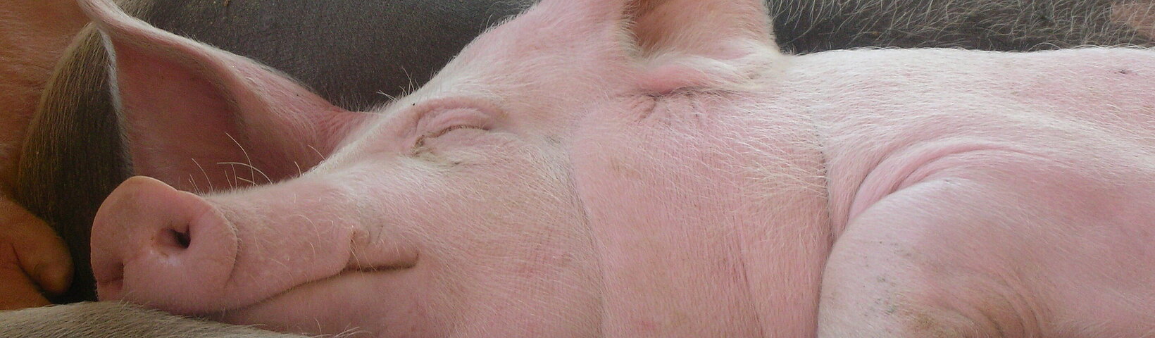 Kopf eines schlafendes Schwein von der Seite 