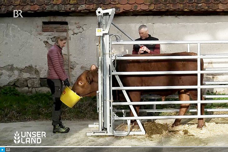 Rind in einem Laufgitter