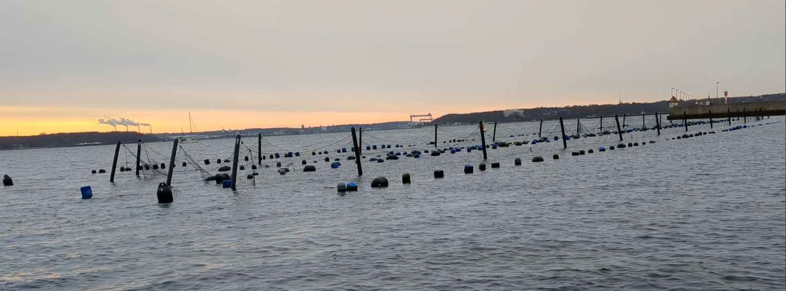 Mussel farm in the Kiel Fjord with mussel protection fence © ITAW