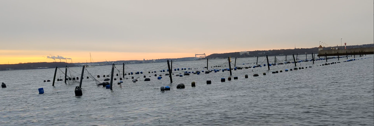 Muschelfarm in der Kieler Förde mit Eiderentenschutzzaun