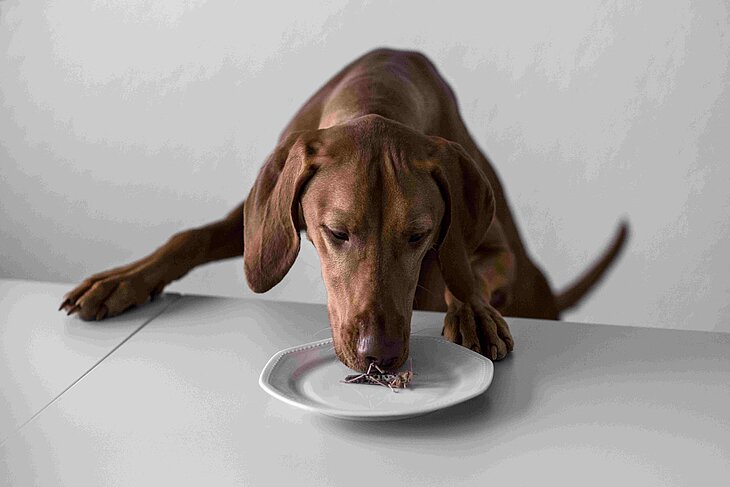 Hund schnüffelt an Insekten