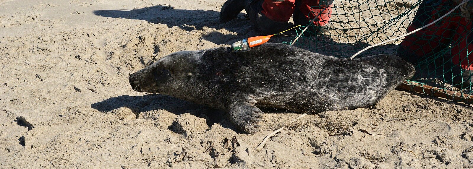 Grey seal with tag, Heligoland dune