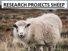 Research Projects Sheep