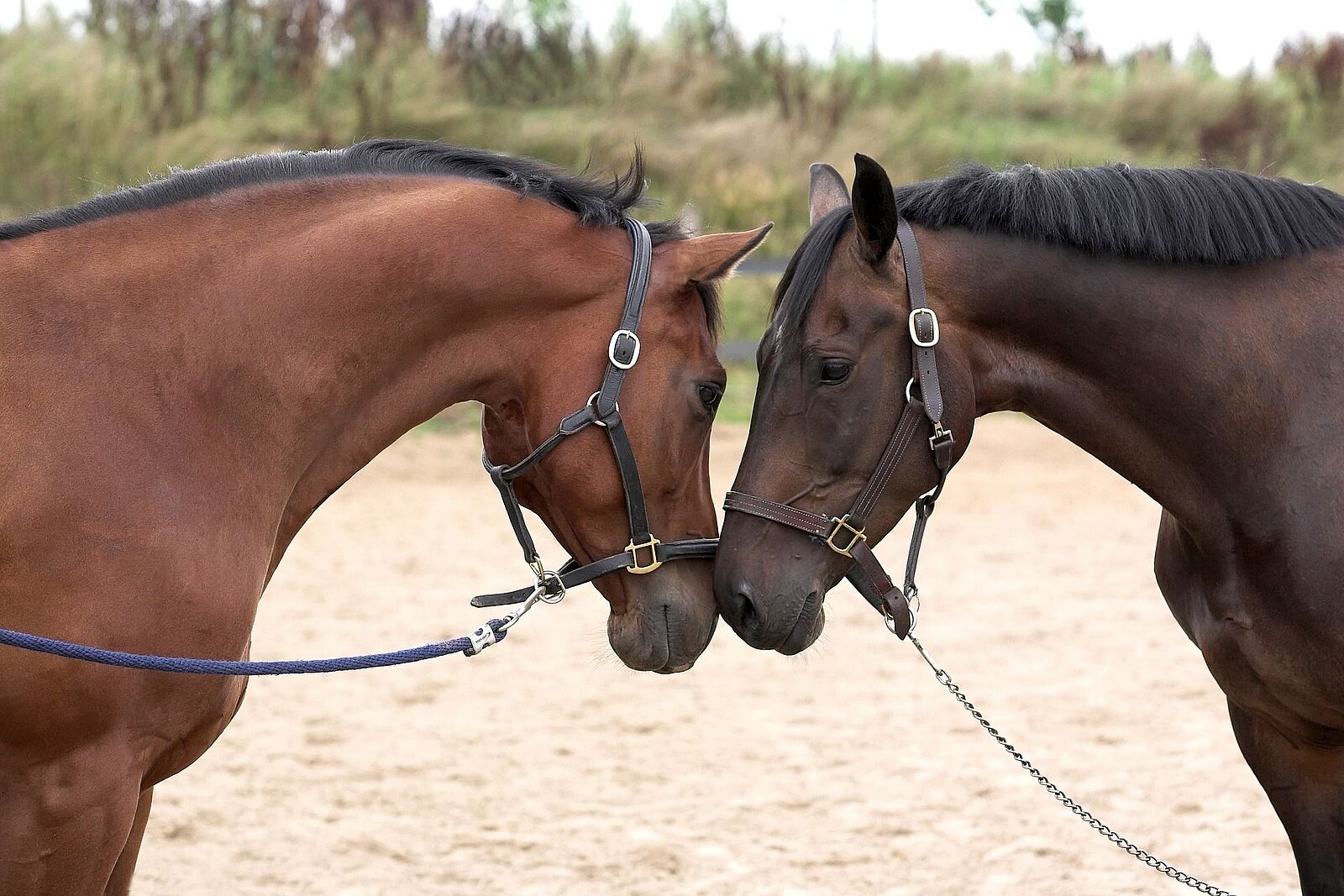 2 Pferde Nase an Nase