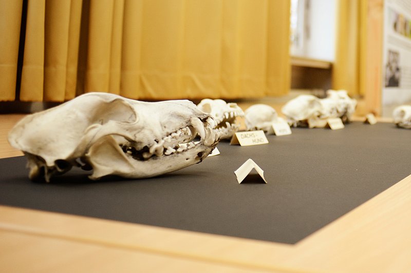 Demonstration einiger Präparate im Institut für Tierzucht und Vererbungsforschung