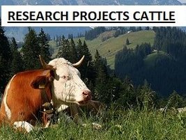 Research Projects Cattle