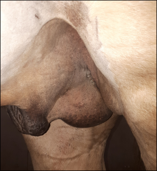Pferd nach Kastration