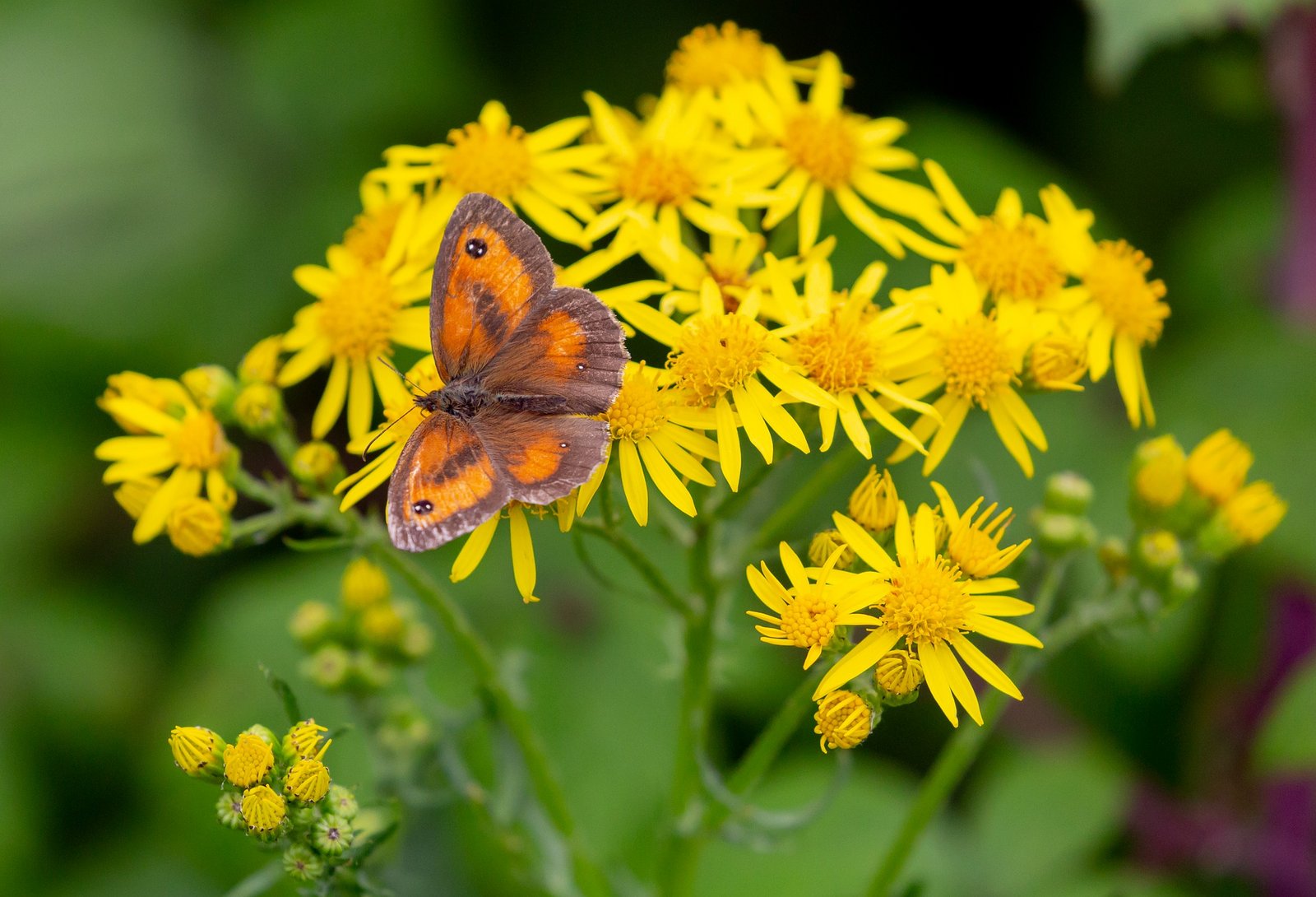 Schmetterling & Jakobsgreiskraut