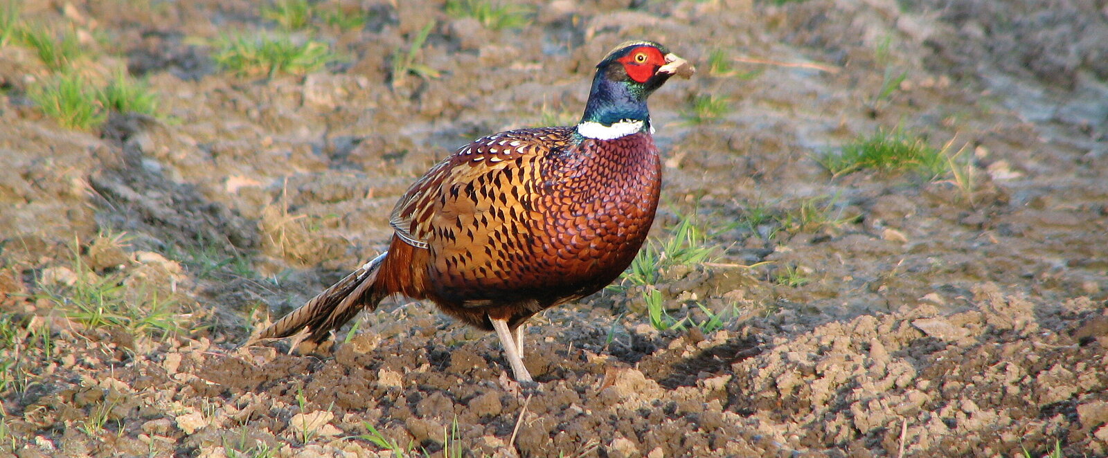 Fasan (Phasianus colchicus) Foto ITAW