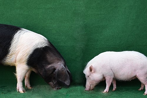Zwei Schweine stehen sich gegenüber.