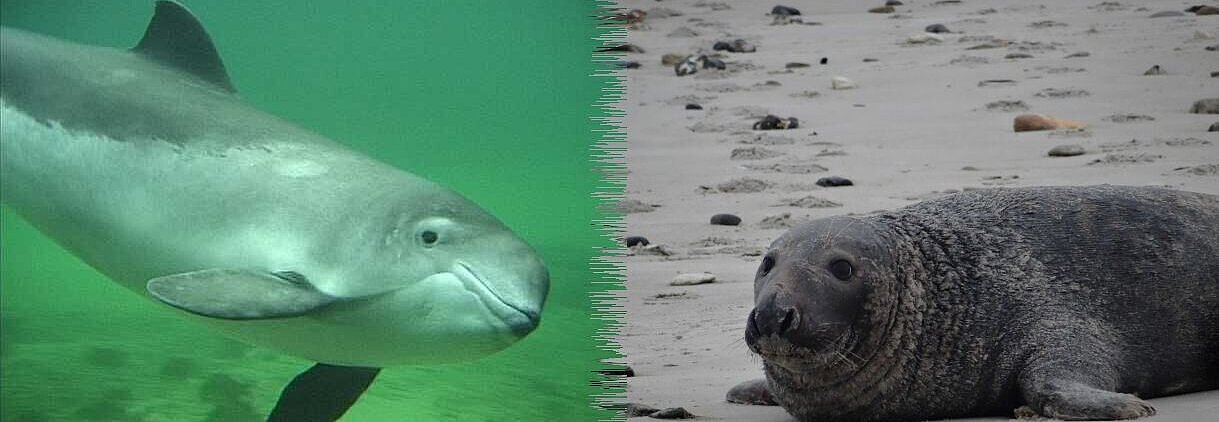 Schweinswal und Kegelrobbe am Strand