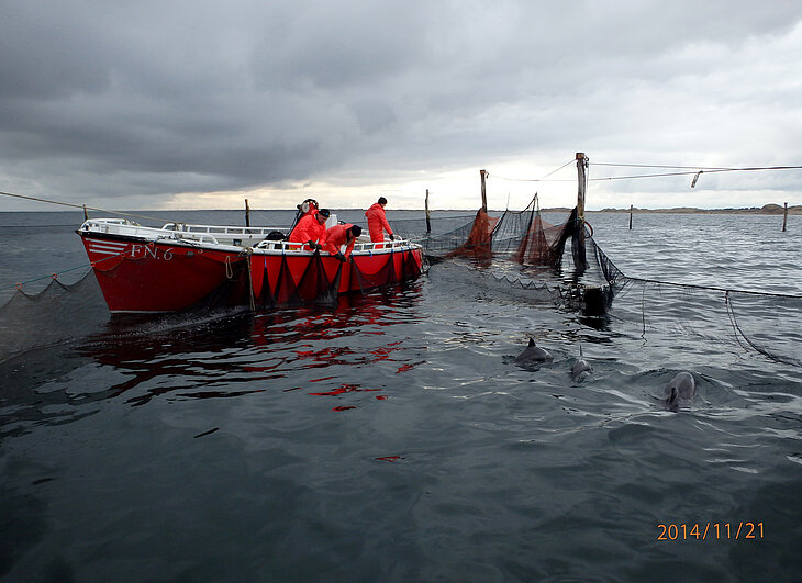 PM160530_Jagd_Schweinswale2_01.jpg