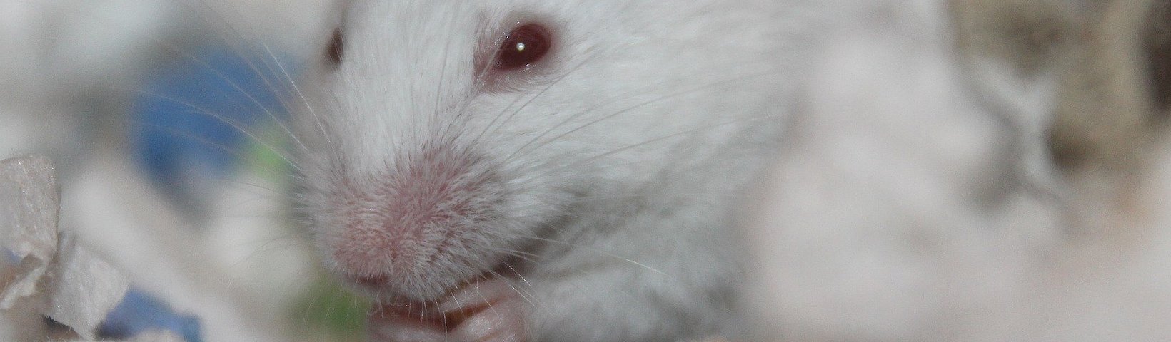 Maus 