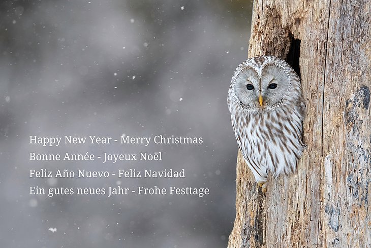 Foto einer Eule mit einem Weihnachstgruß