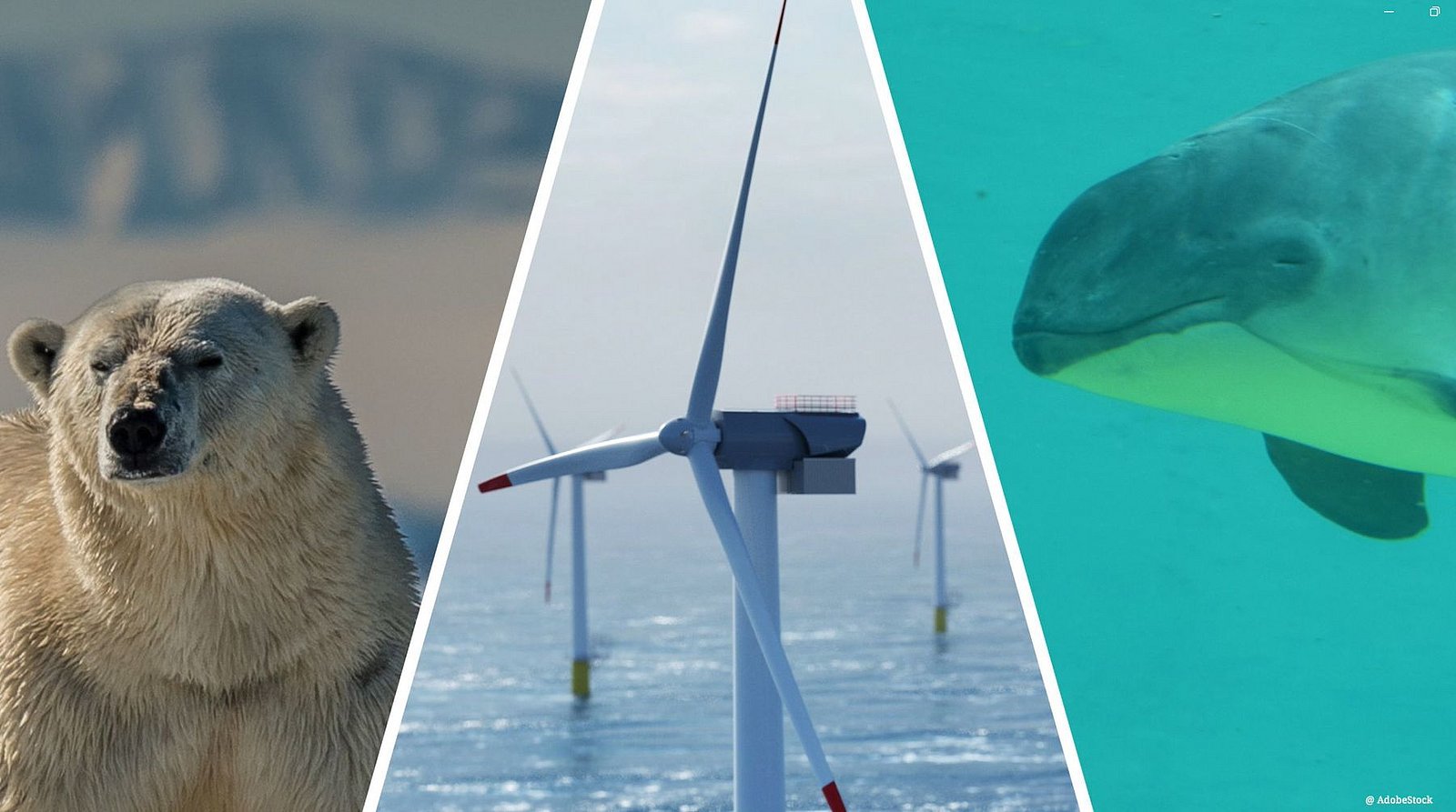Harbour porpoise, wind turbine, polar bear