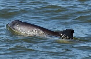 Harbour porpoise, photo van Neer, ITAW