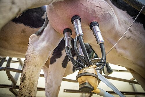 PraeRi: Tiergesundheit, Hygiene und Biosicherheit in deutschen Milchviehbetrieben – eine Prävalenzstudie