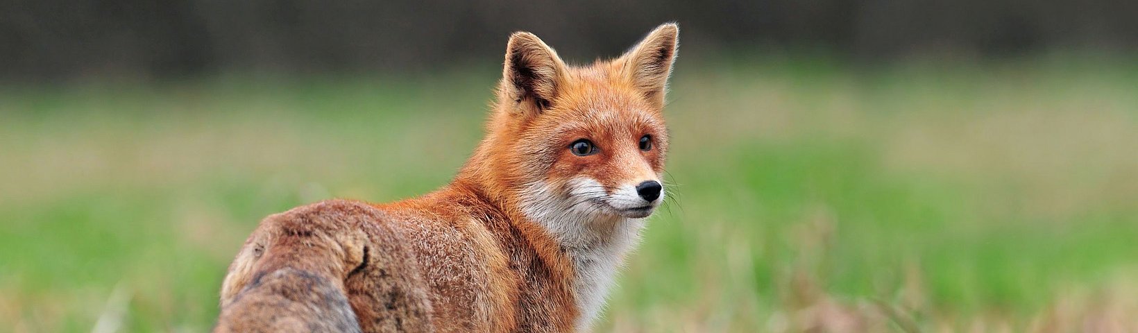 Fuchs auf Wiese  