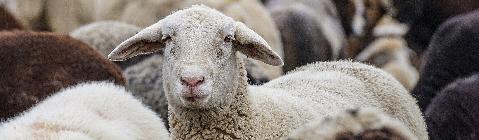 Ein aufschauendes Schaf in einer Schafgruppe 