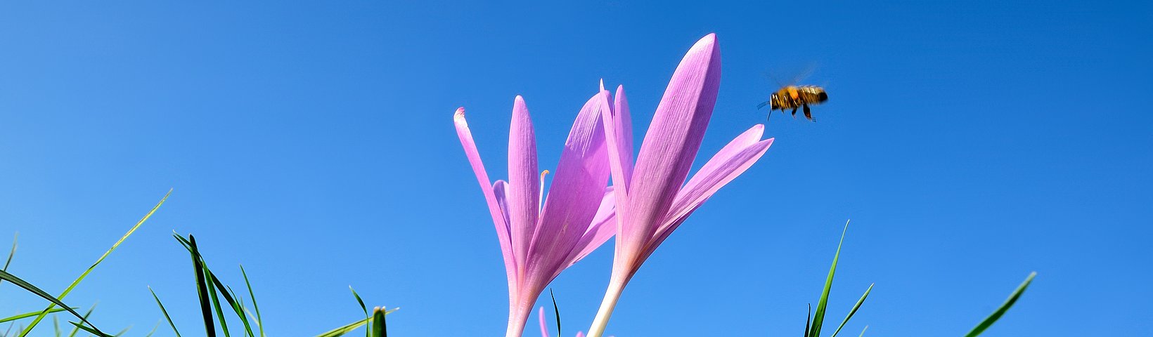 Biene im Anflug auf lila Blüte 