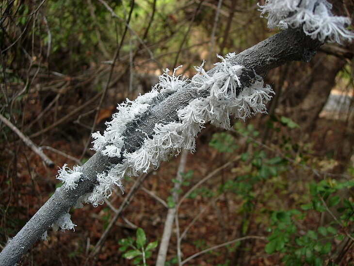 PM110427_Insektenlarven.JPG