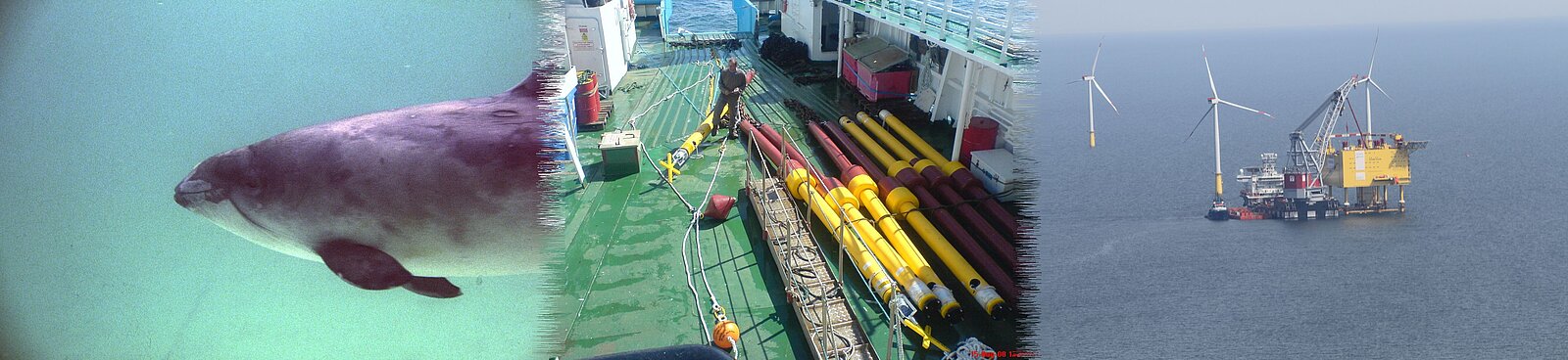 tauchender Schweinswal, POD Verankerungen auf einem Schiffsdeck, Bauarbeiten an einem Offshore Windpark