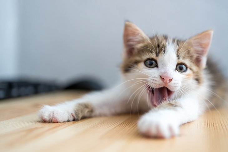 Ein kleines, verspieltes Katzenbaby mit weiß-braunem Fell, das auf einem Holztisch liegt und sein Maul öffnet.