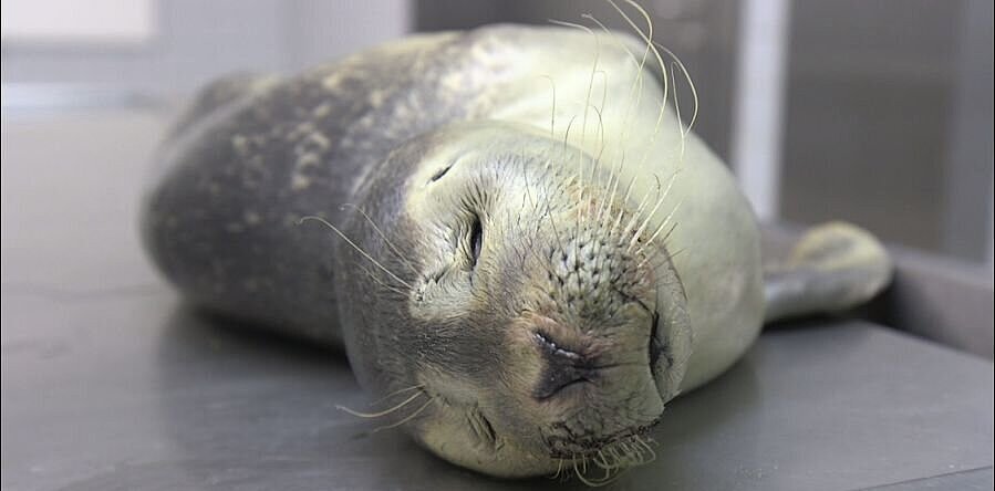 Dead harbour seal before dissection